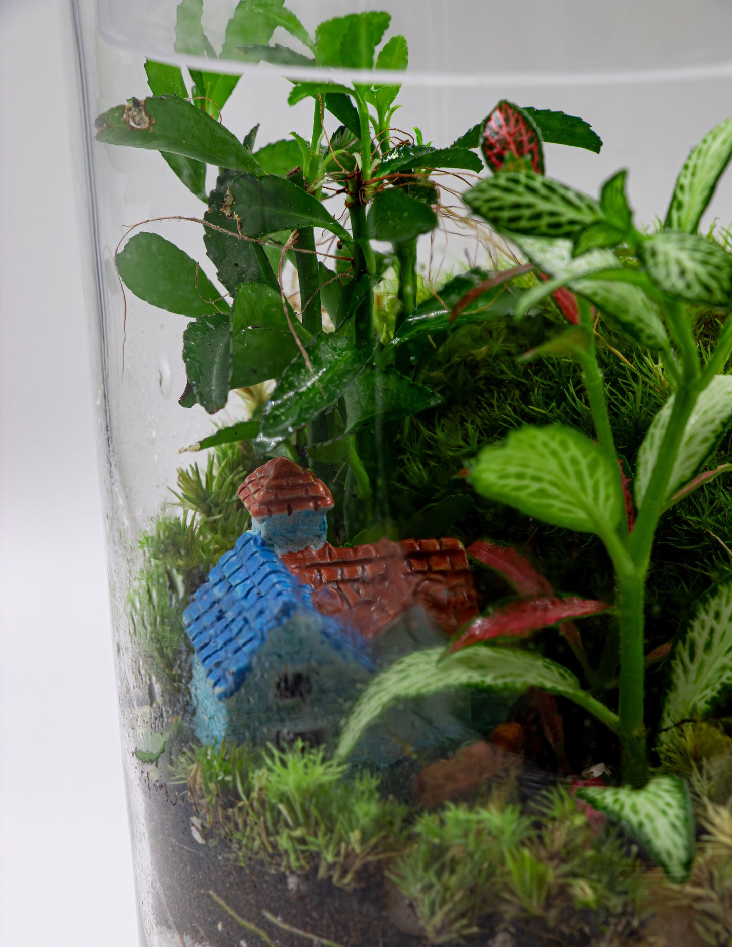 CANDY JAR TERRARIUM- TERRASCAPE | Online Terrarium Shop in DUBAI