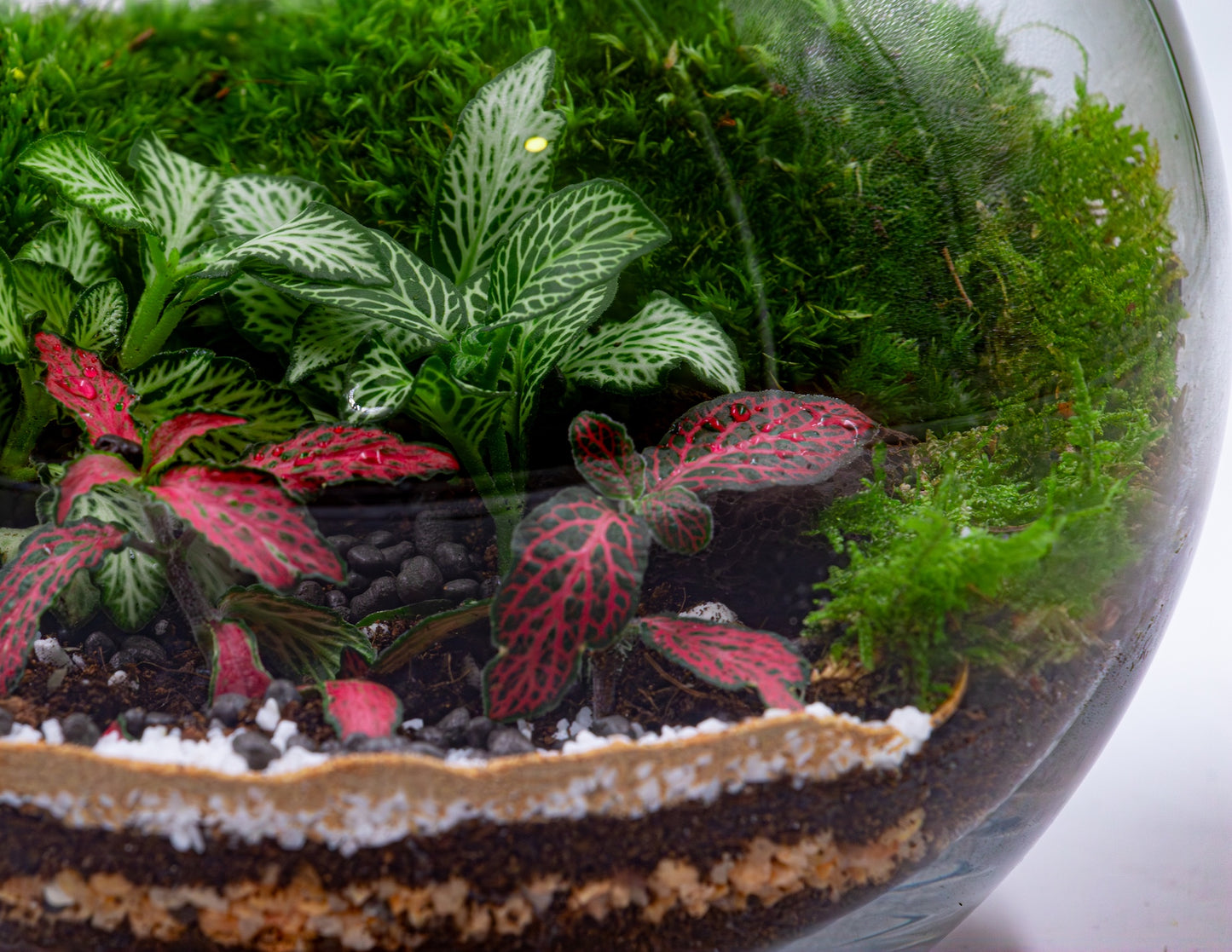 Moss Haven Terrarium- TERRASCAPE | Online Terrarium Shop in DUBAI