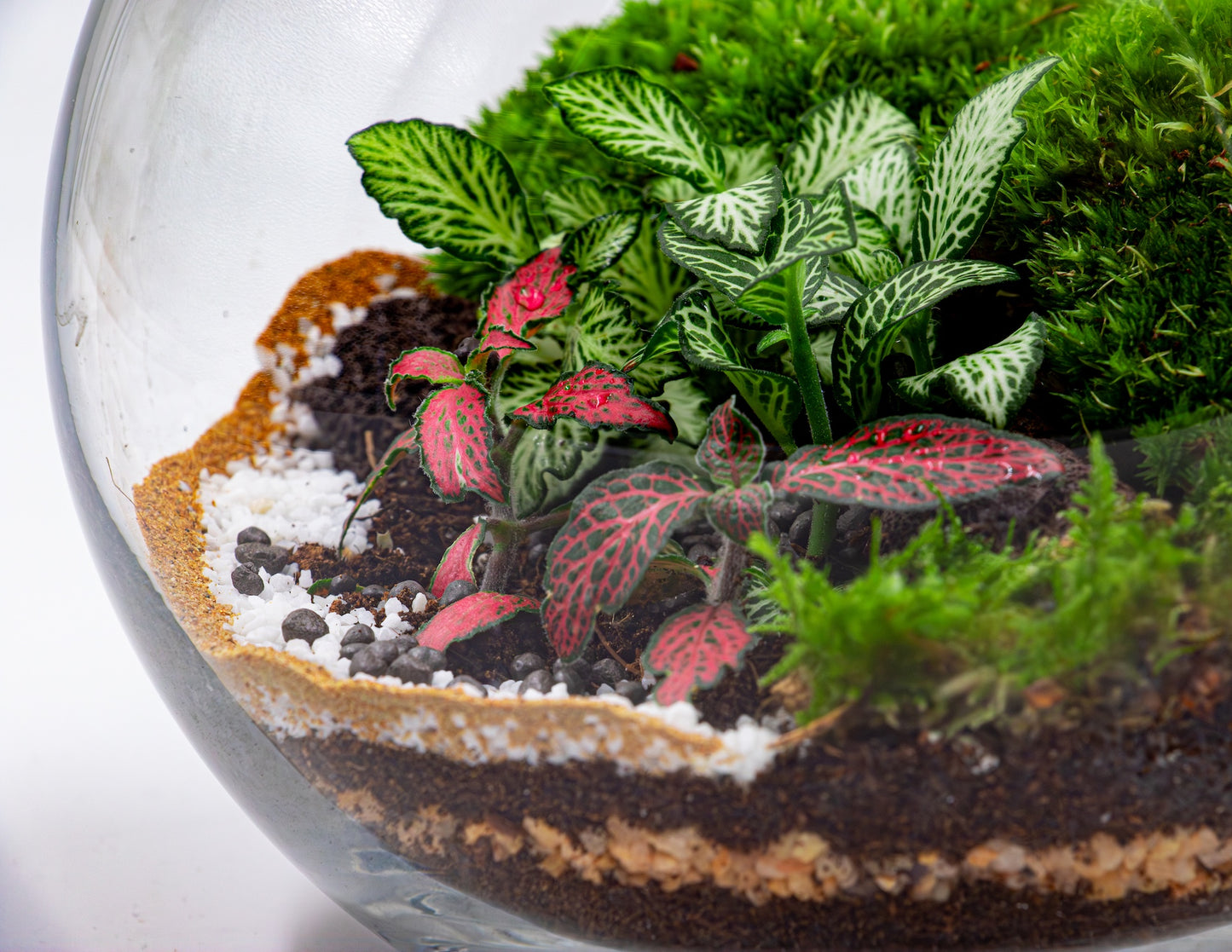Moss Haven Terrarium - TERRASCAPE | Online Terrarium Shop in DUBAI