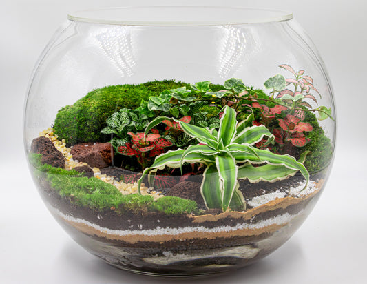 OASIS GLOBE TERRARIUM- TERRASCAPE | Online Terrarium Shop in DUBAI
