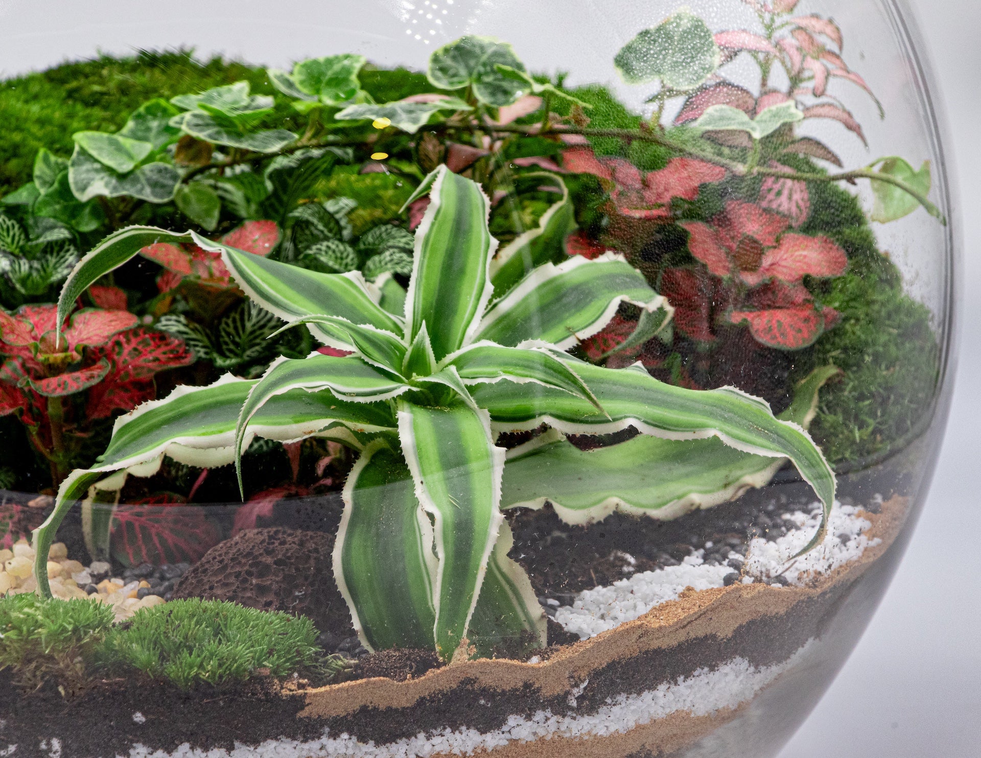 OASIS GLOBE TERRARIUM- TERRASCAPE | Online Terrarium Shop in DUBAI