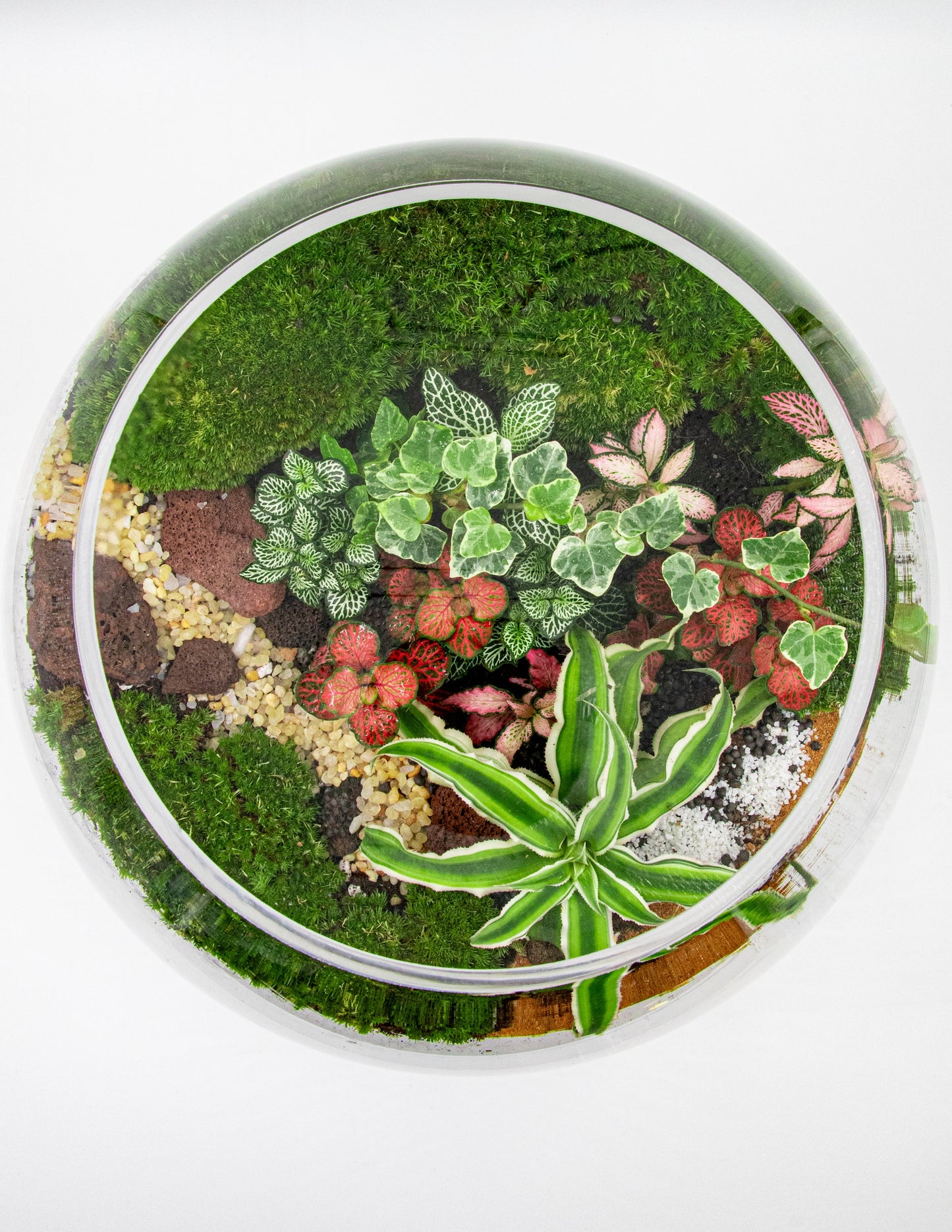 OASIS GLOBE TERRARIUM- TERRASCAPE | Online Terrarium Shop in DUBAI