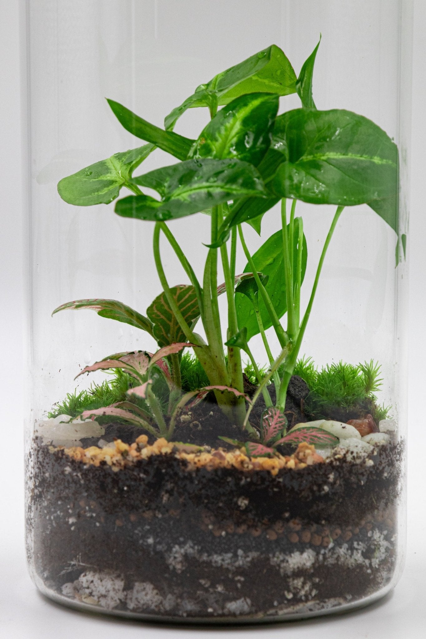 BOTTLE TERRARIUM - TERRASCAPE I Online Terrarium Shop in DUBAI