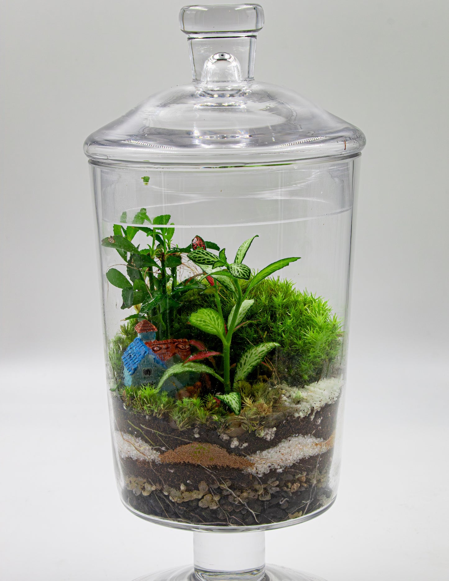 CANDY JAR TERRARIUM - TERRASCAPE | Online Terrarium Shop in DUBAI