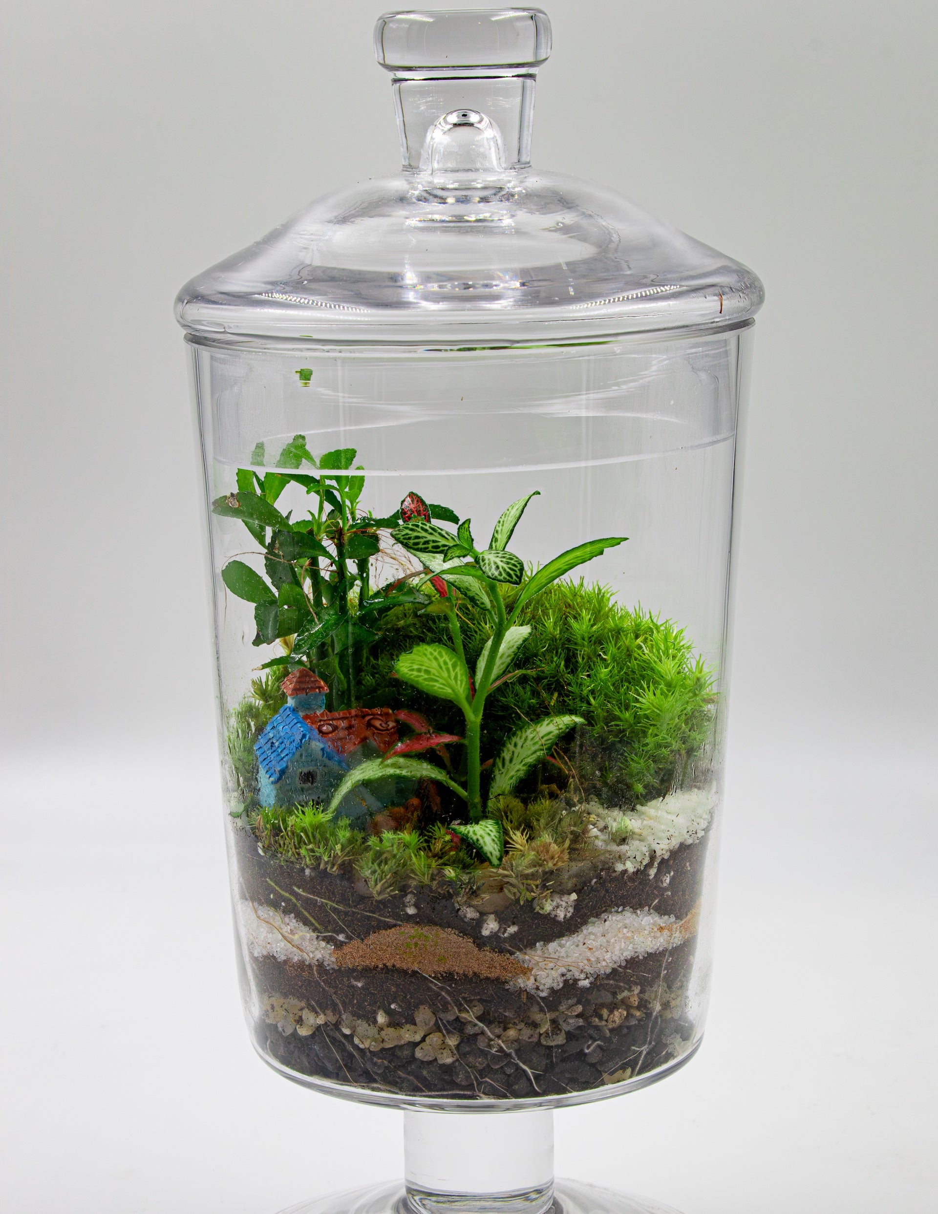 CANDY JAR TERRARIUM - TERRASCAPE | Online Terrarium Shop in DUBAI