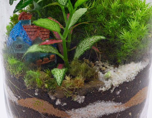 CANDY JAR TERRARIUM- TERRASCAPE | Online Terrarium Shop in DUBAI