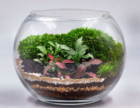 Moss Haven Terrarium - TERRASCAPE | Online Terrarium Shop in DUBAI