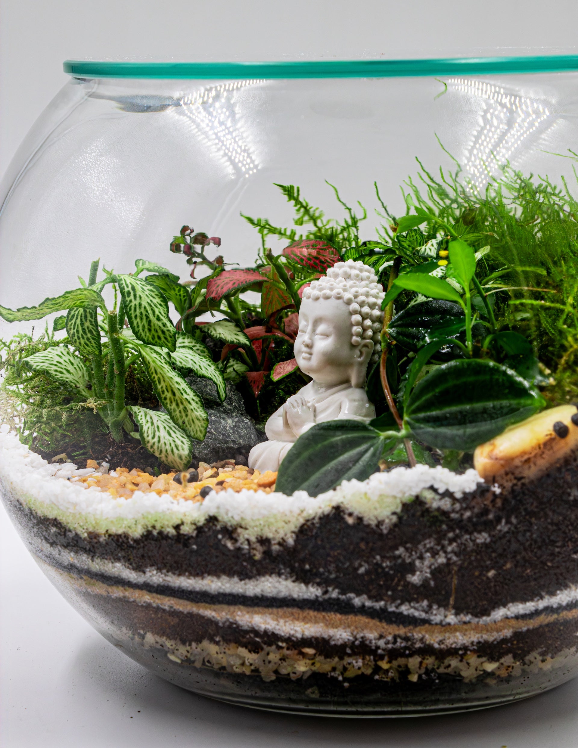 Small Buddha Terrarium - TERRASCAPE | Online Terrarium Shop in DUBAI