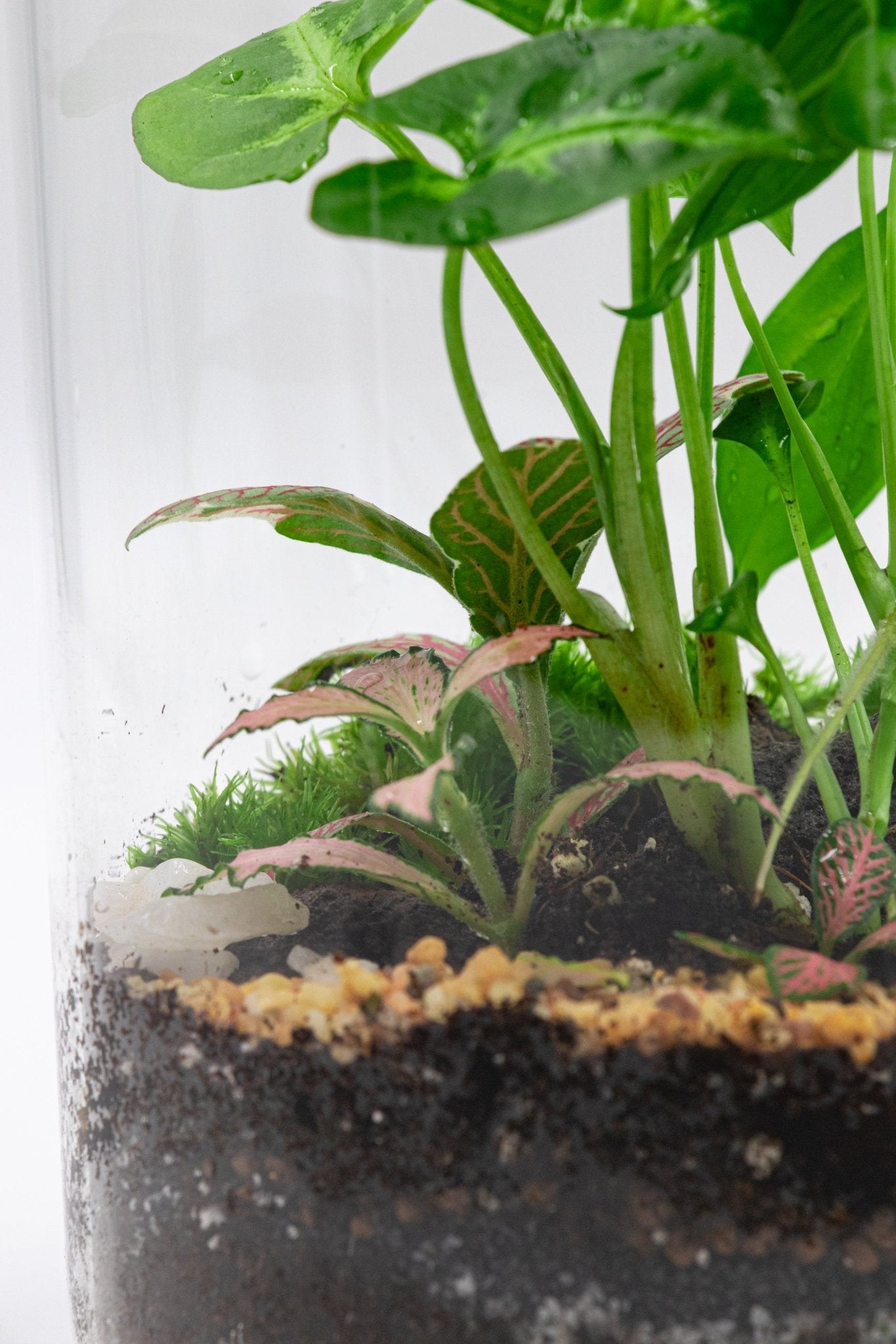 BOTTLE TERRARIUM - TERRASCAPE I Online Terrarium Shop in DUBAI