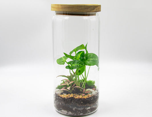 BOTTLE TERRARIUM - TERRASCAPE I Online Terrarium Shop in DUBAI