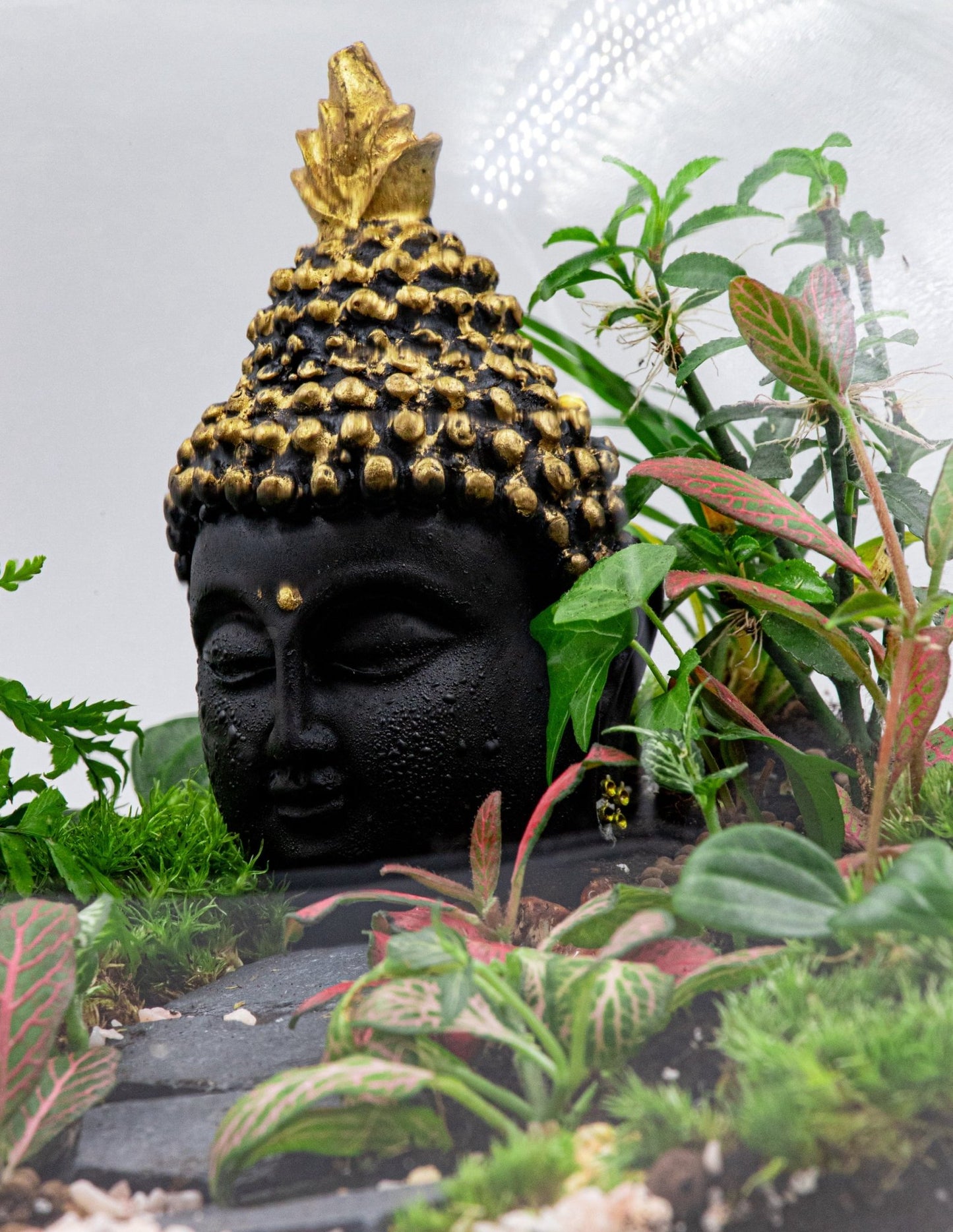 BUDDHA TERRARIUM - TERRASCAPE I Online Terrarium Shop in DUBAI