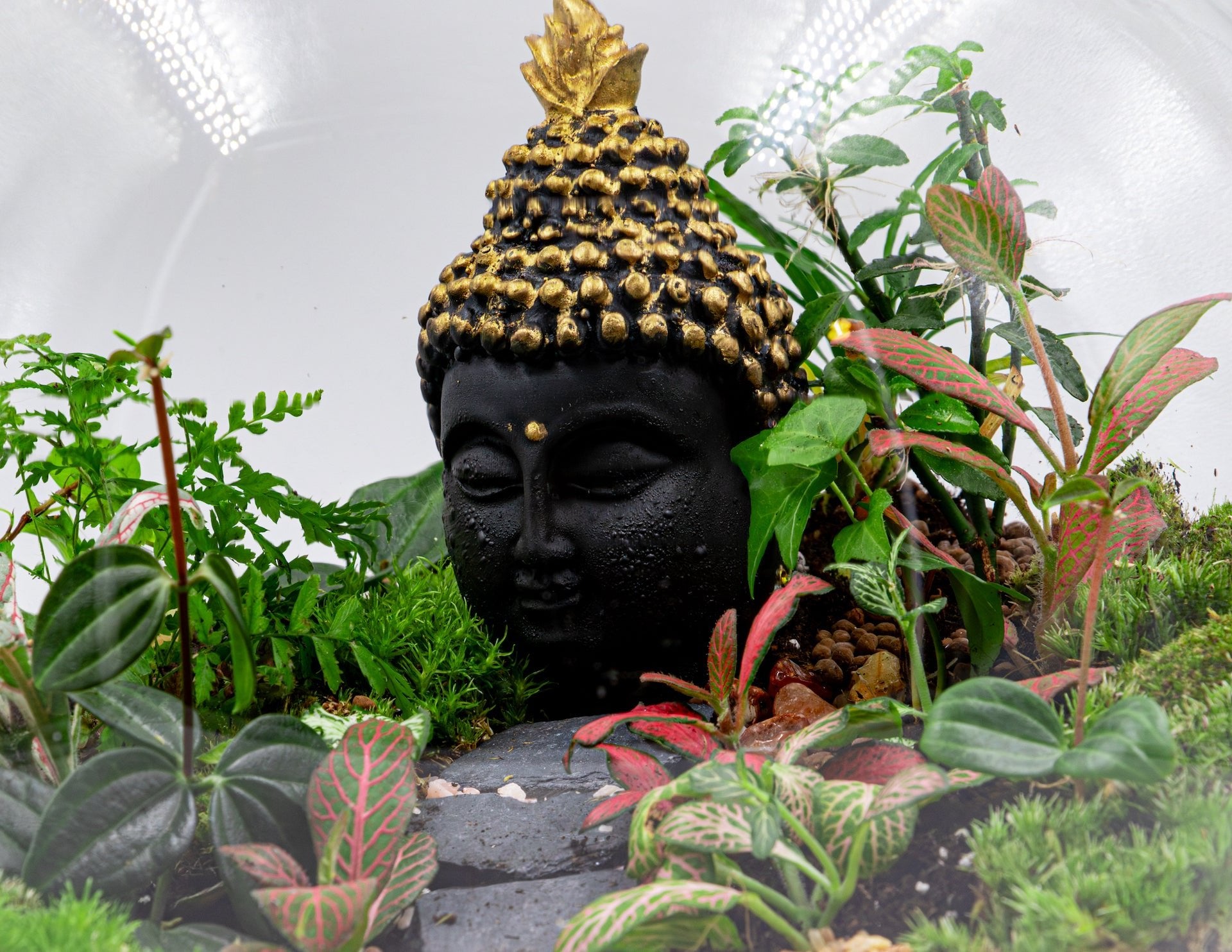 BUDDHA TERRARIUM - TERRASCAPE I Online Terrarium Shop in DUBAI