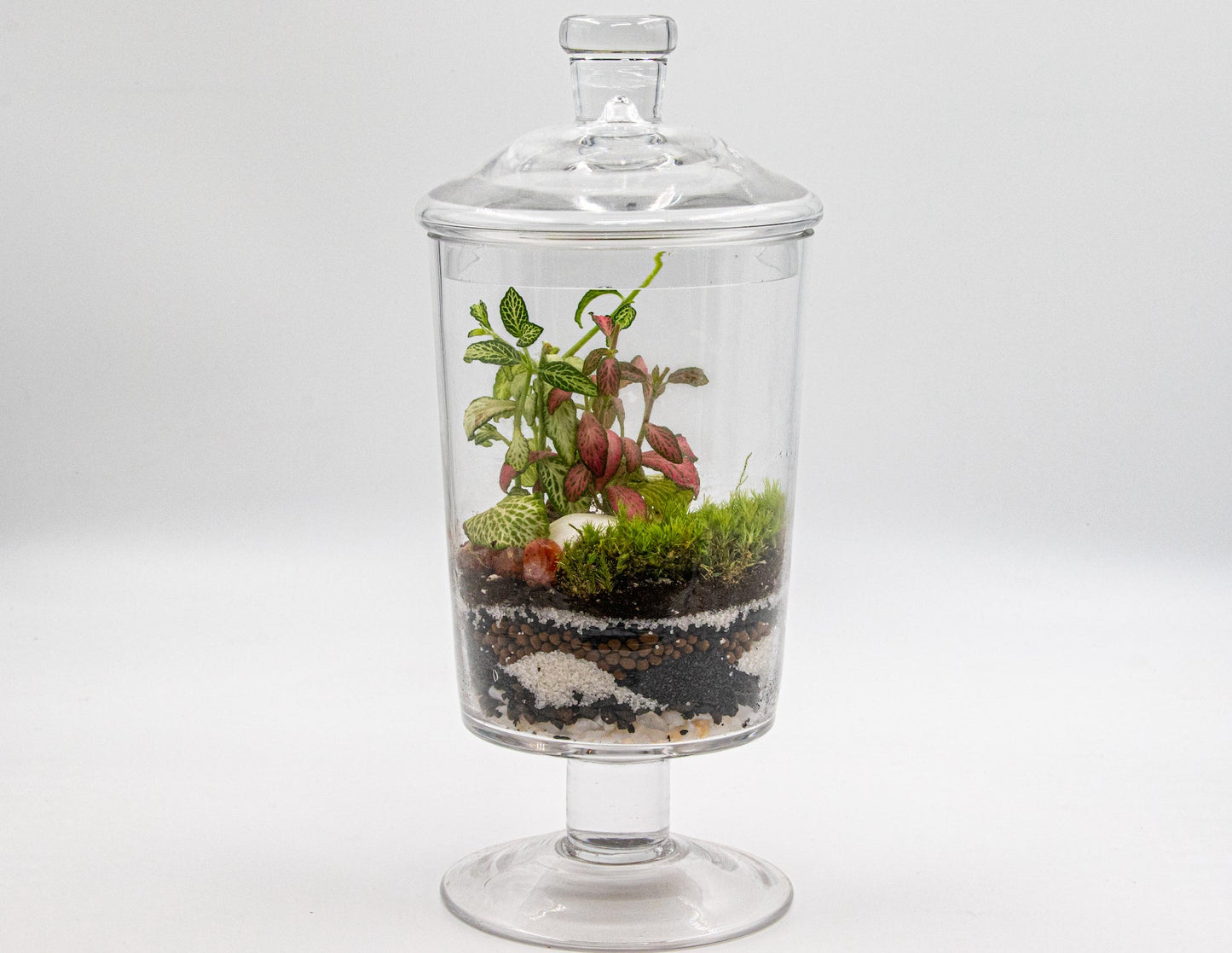 CANDYJAR TERRARIUM - TERRASCAPE I Online Terrarium Shop in DUBAI