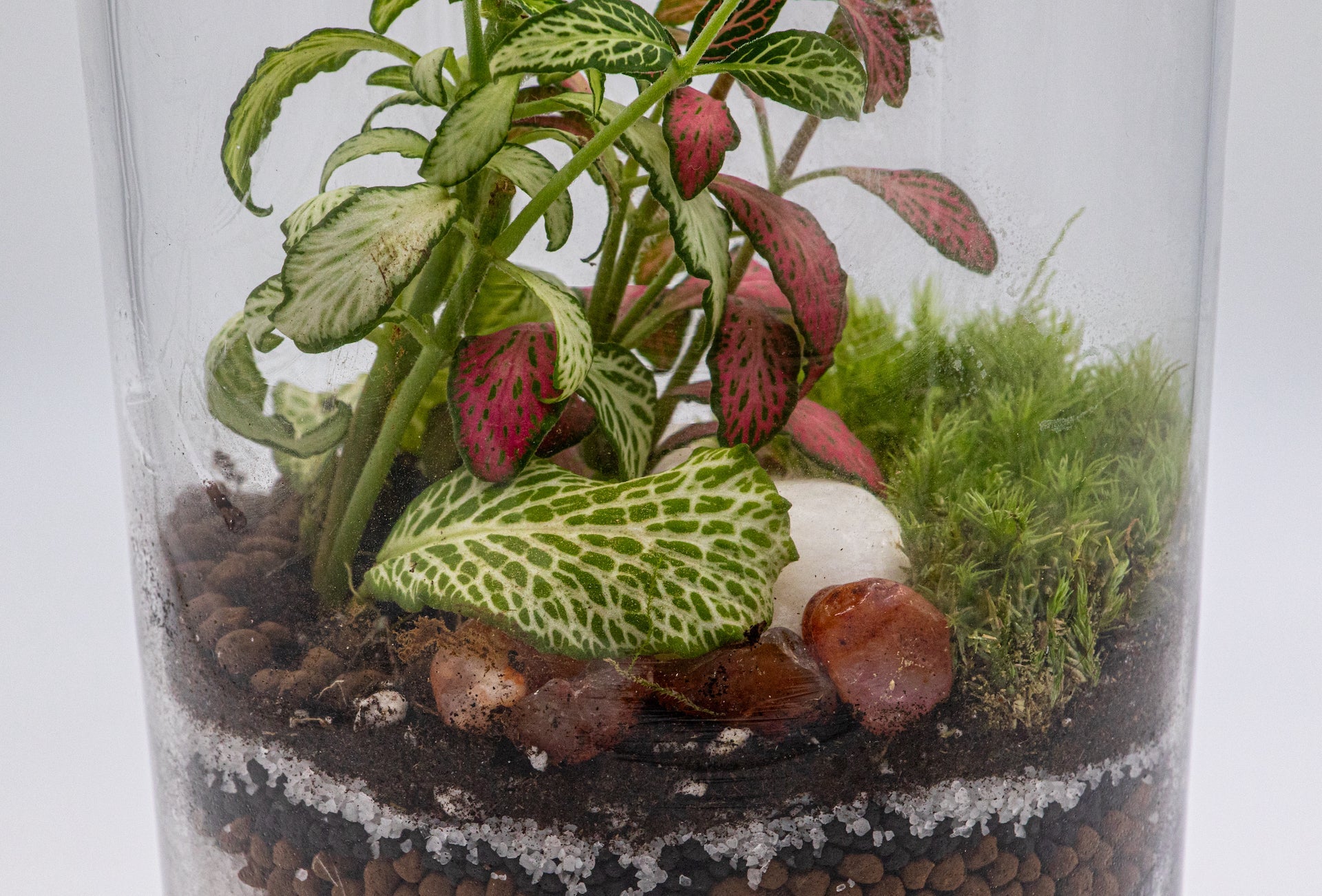 CANDYJAR TERRARIUM - TERRASCAPE I Online Terrarium Shop in DUBAI