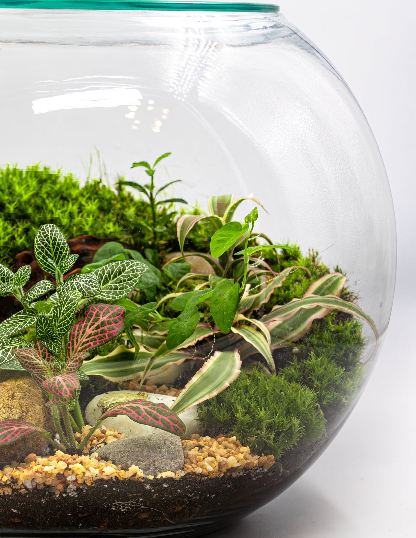 FOREST TERRARIUM - TERRASCAPE I Online Terrarium Shop in DUBAI