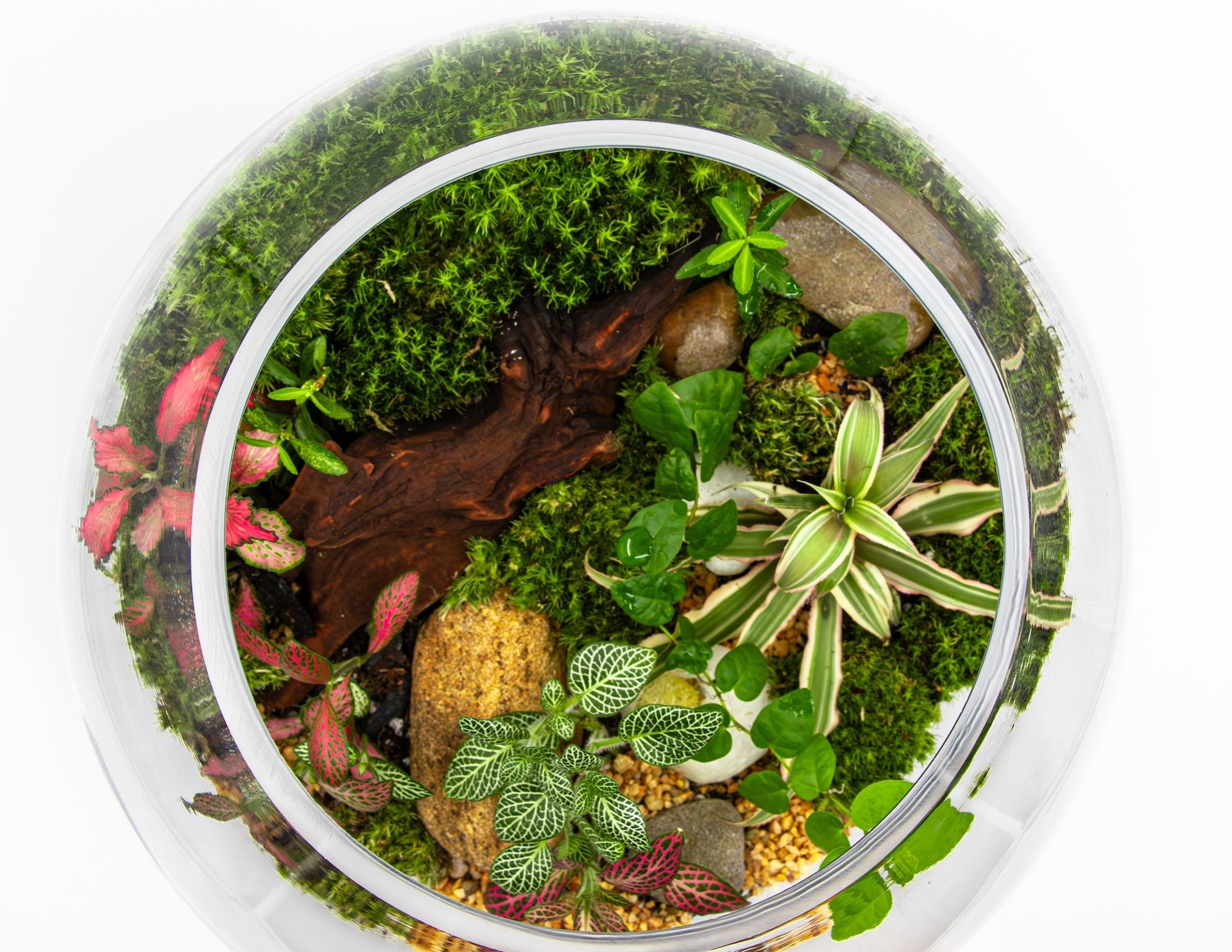 FOREST TERRARIUM - TERRASCAPE I Online Terrarium Shop in DUBAI