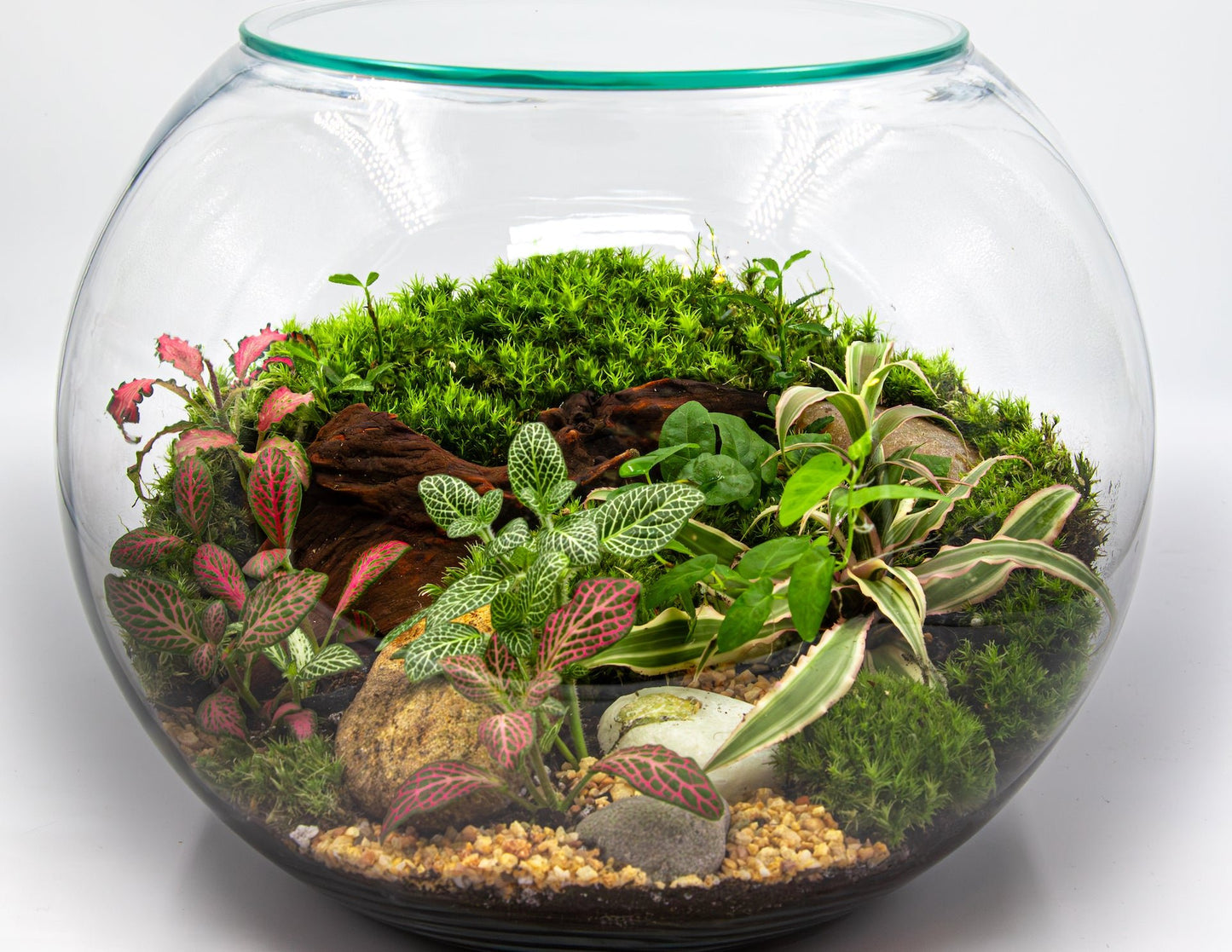 FOREST TERRARIUM - TERRASCAPE I Online Terrarium Shop in DUBAI