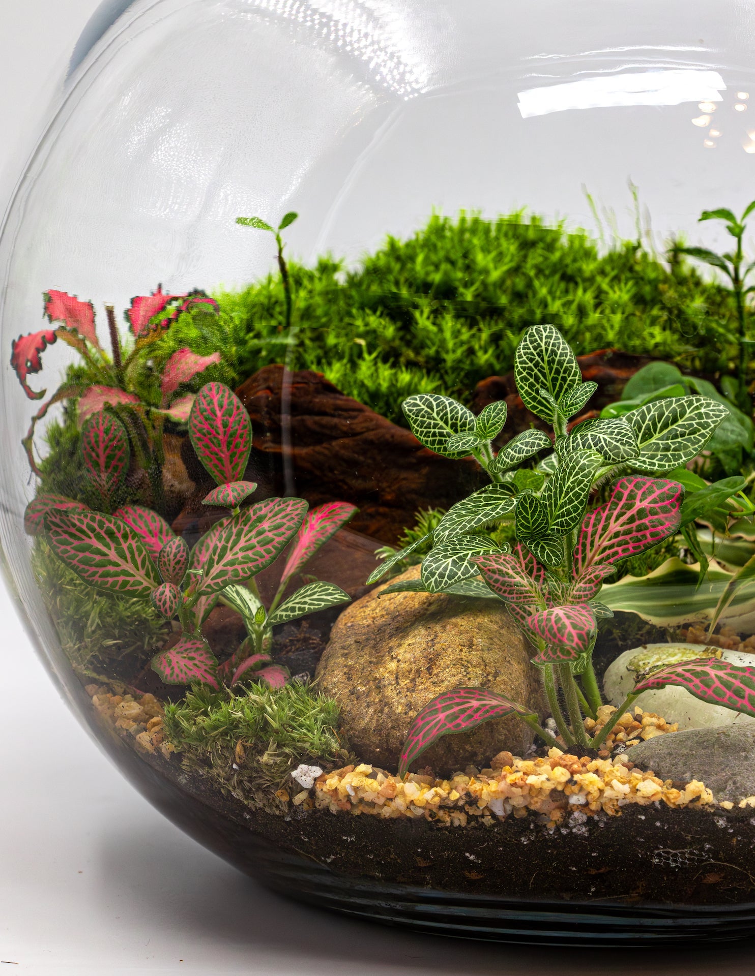 terrarium plants online TERRARIUM- FOREST TERRARIUM – TERRASCAPE I Online Terrarium Shop in DUBAI