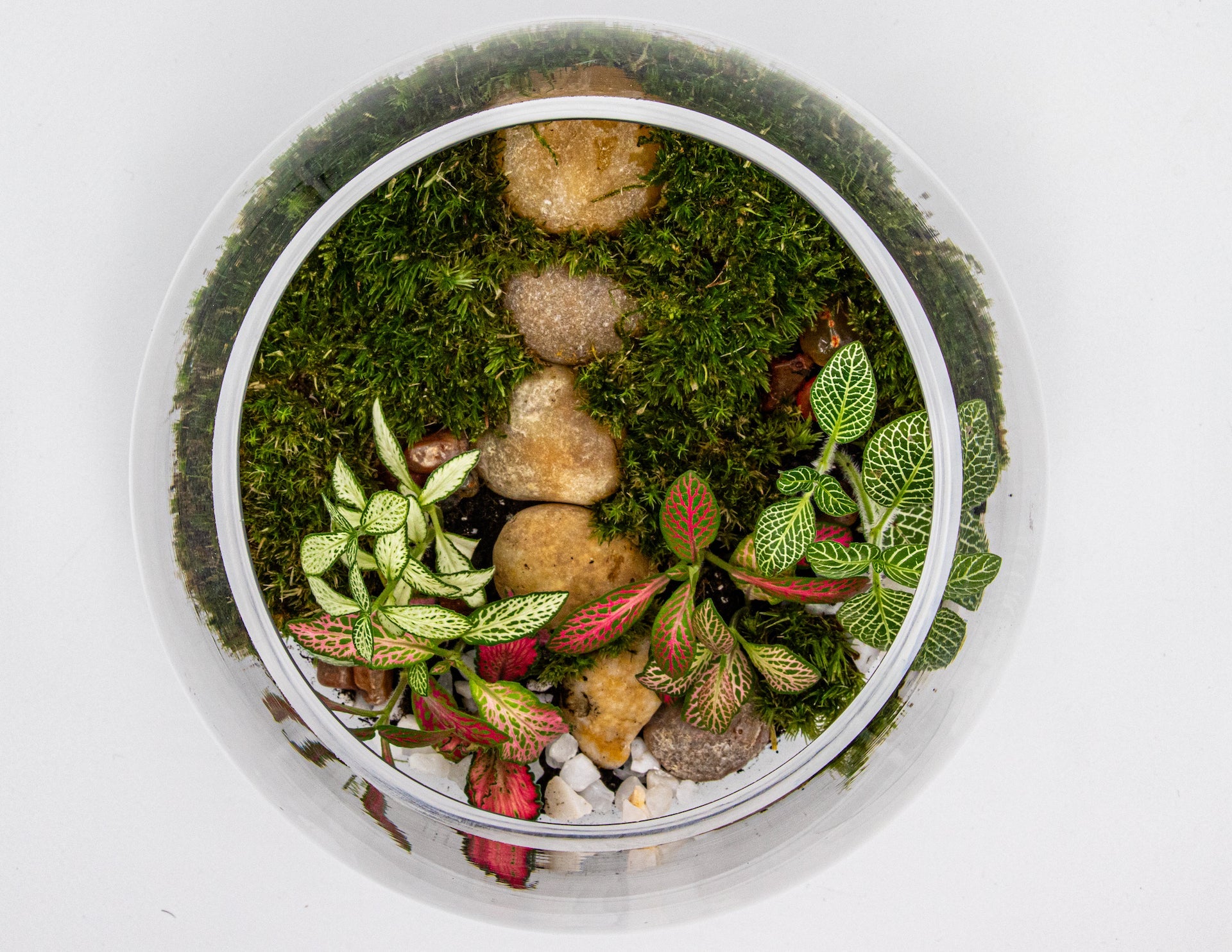 GLOBE GARDEN - TERRASCAPE I Online Terrarium Shop in DUBAI