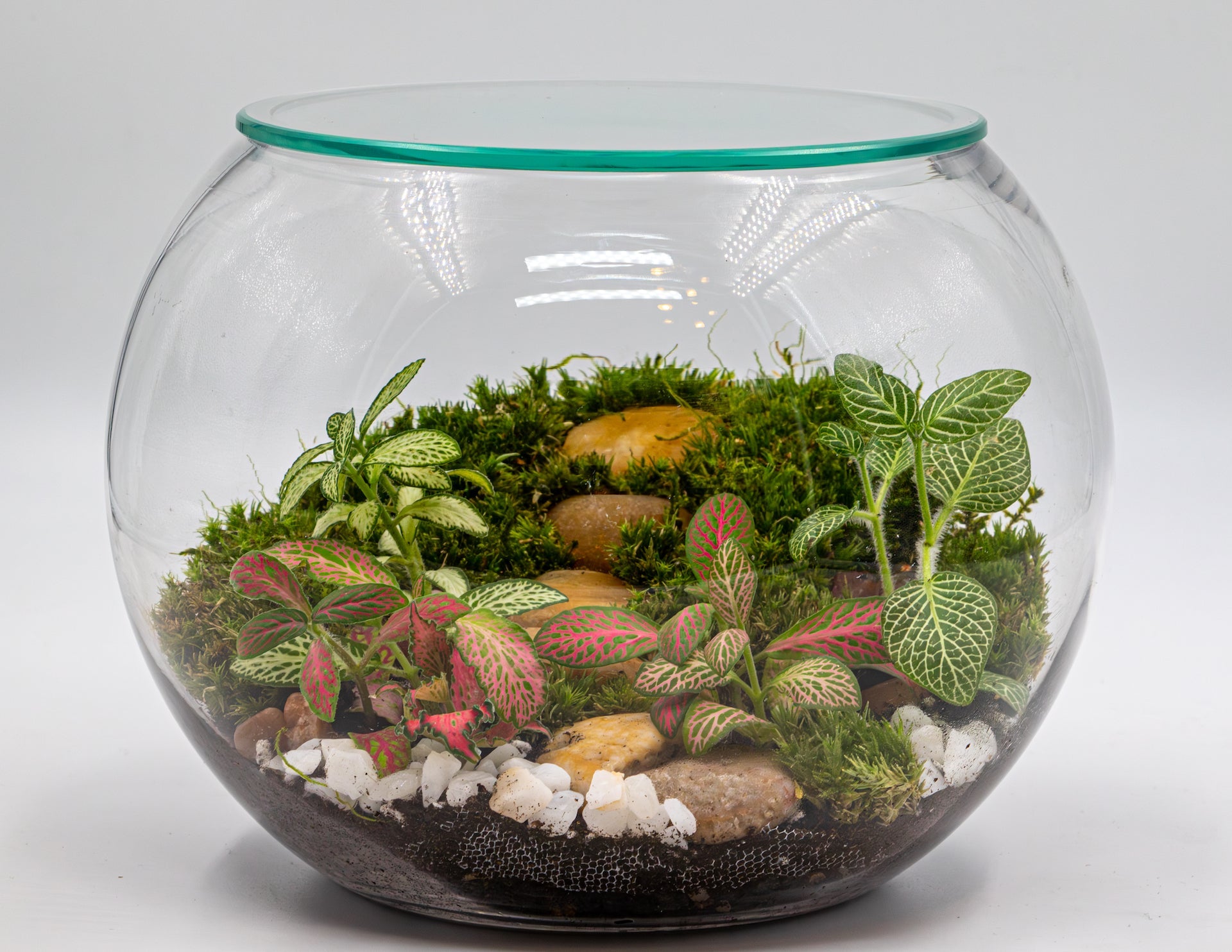 GLOBE GARDEN - TERRASCAPE I Online Terrarium Shop in DUBAI