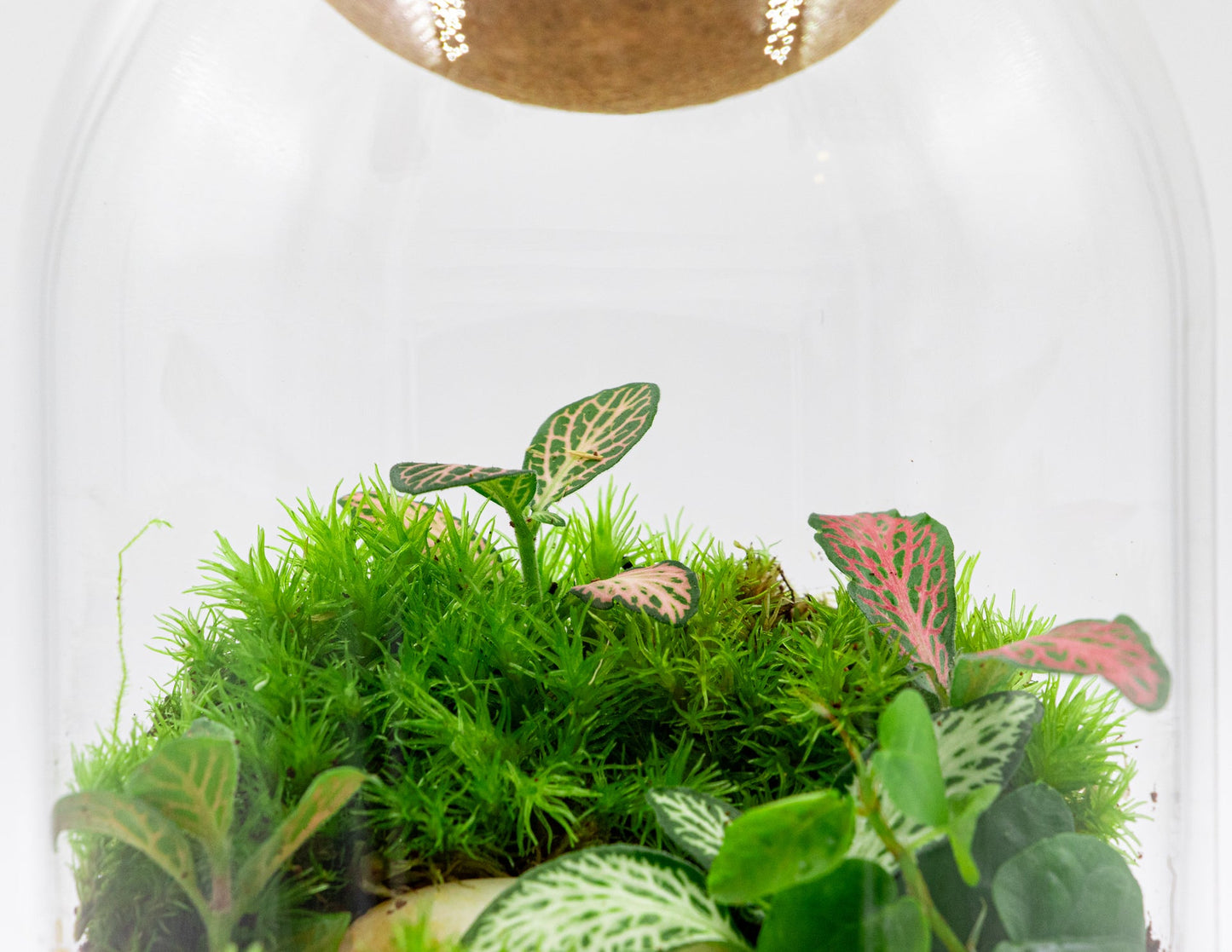 GREEN BOTTLE TERRARIUM-LARGE - TERRASCAPE I Online Terrarium Shop in DUBAI