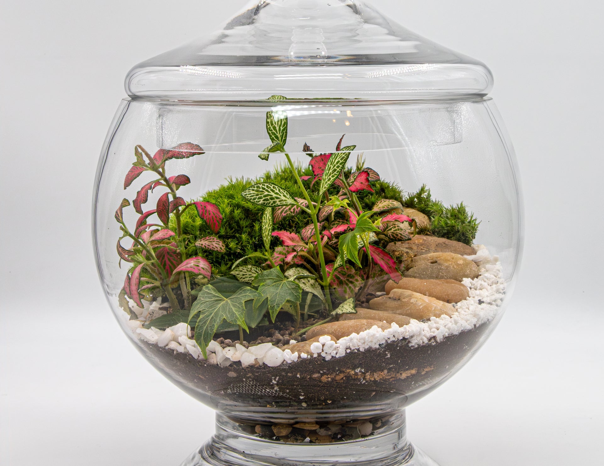 GREENERY GLOBE - TERRASCAPE I Online Terrarium Shop in DUBAI