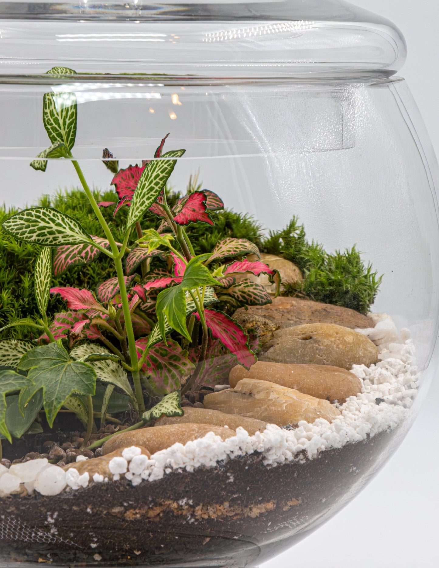 GREENERY GLOBE - TERRASCAPE I Online Terrarium Shop in DUBAI