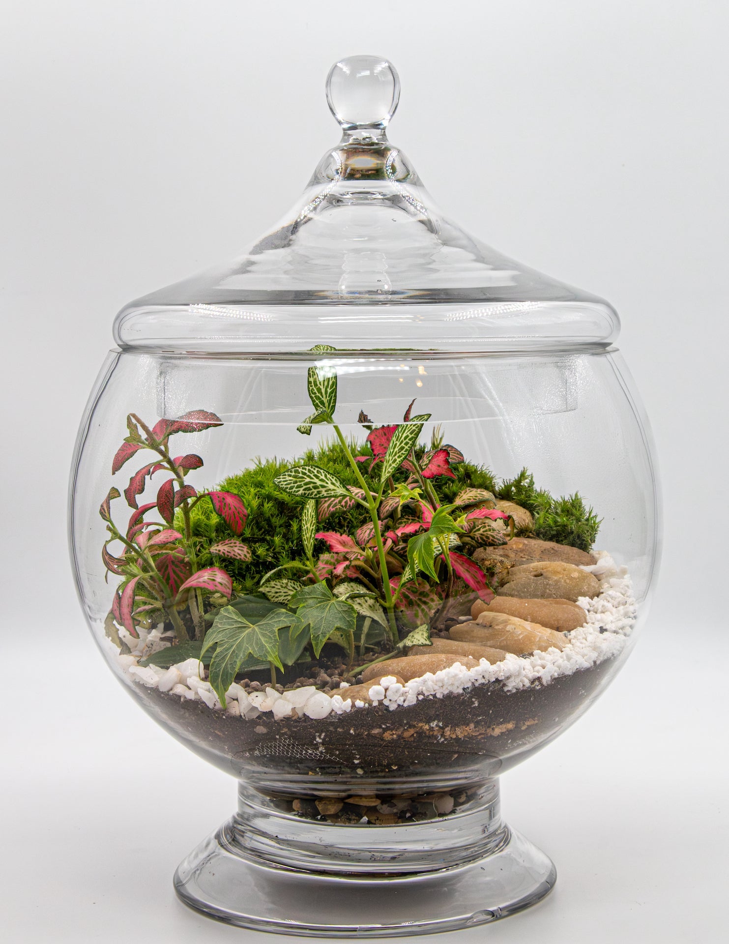 GREENERY GLOBE - TERRASCAPE I Online Terrarium Shop in DUBAI