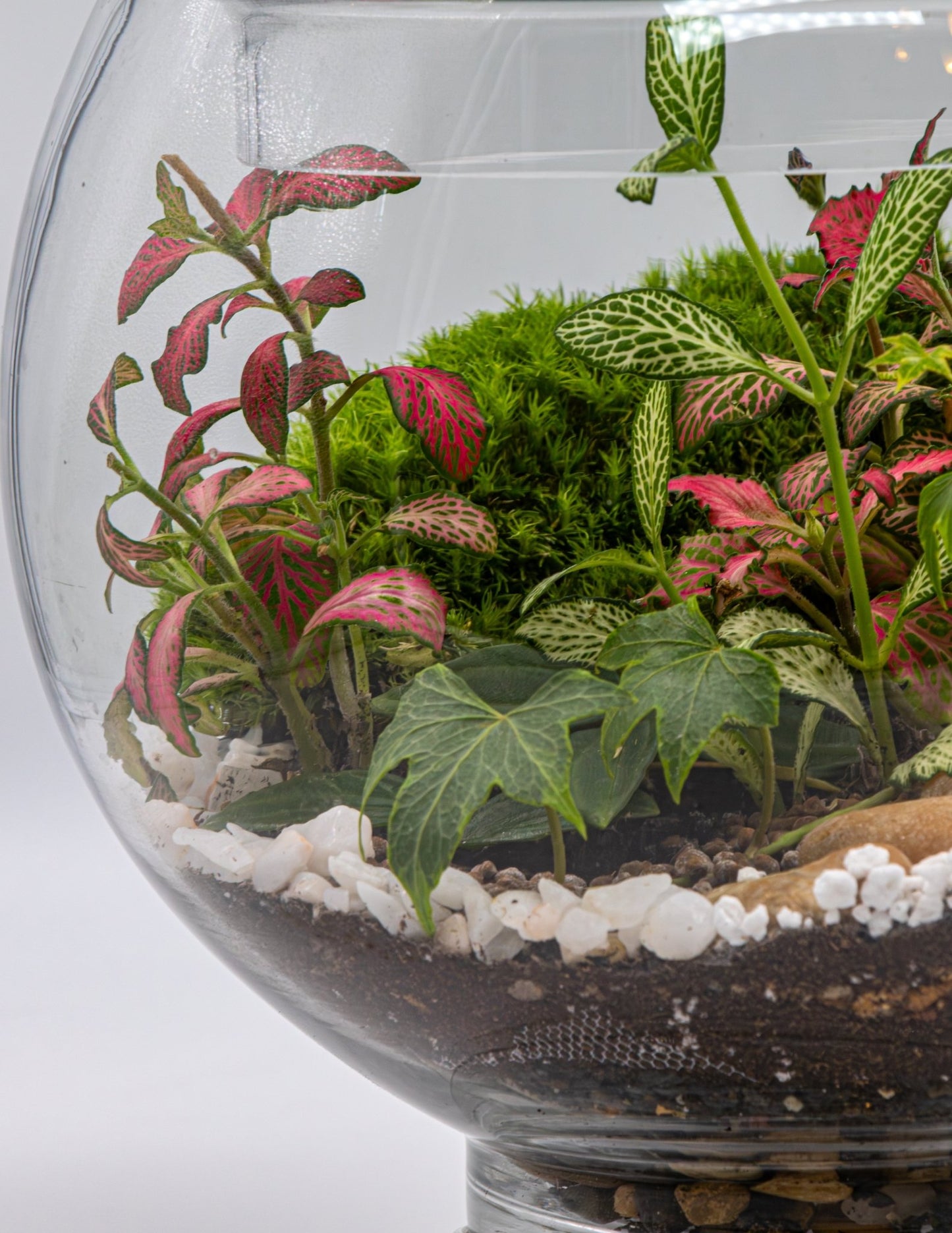 GREENERY GLOBE - TERRASCAPE I Online Terrarium Shop in DUBAI