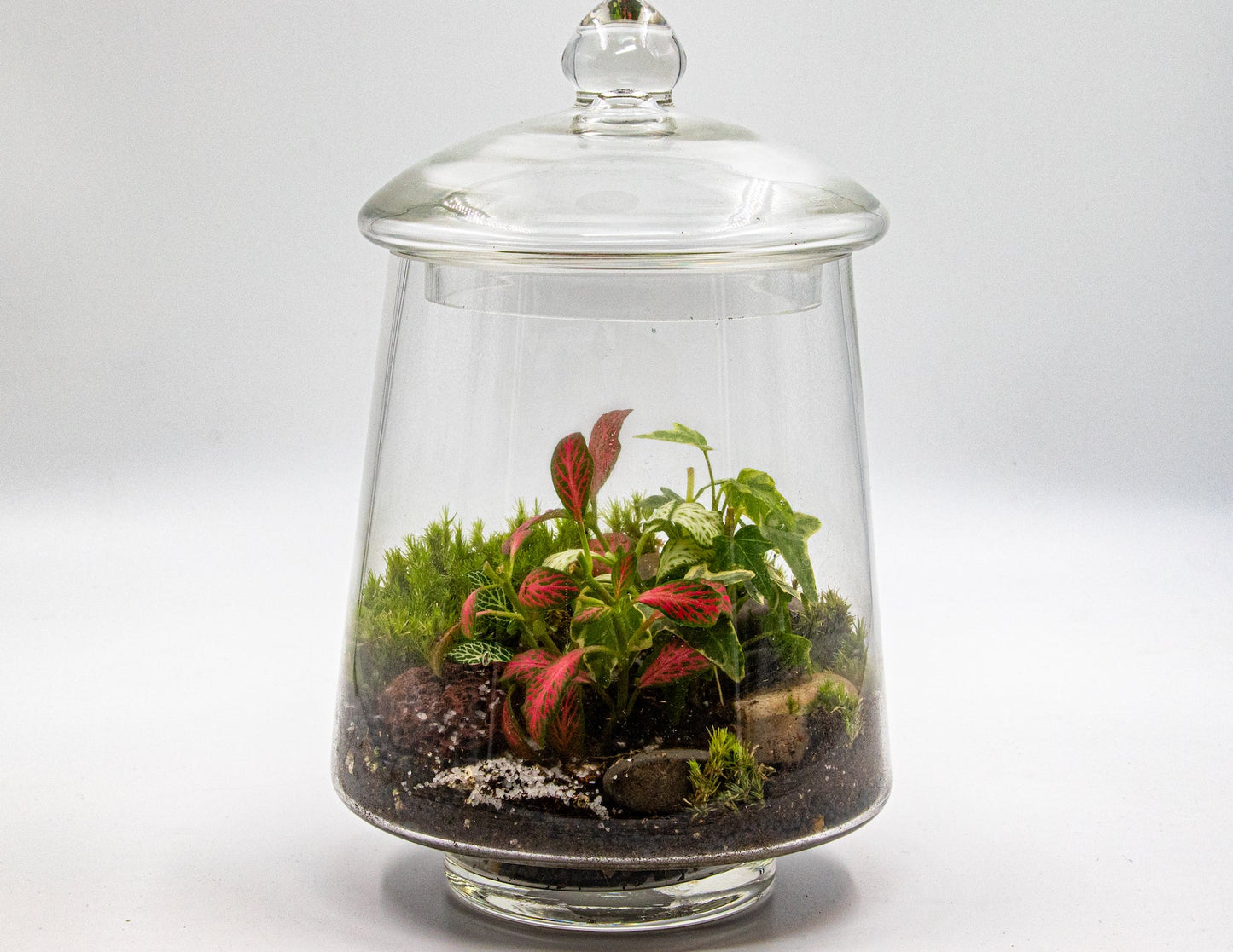 MINI LANDSCAPE - TERRASCAPE I Online Terrarium Shop in DUBAI