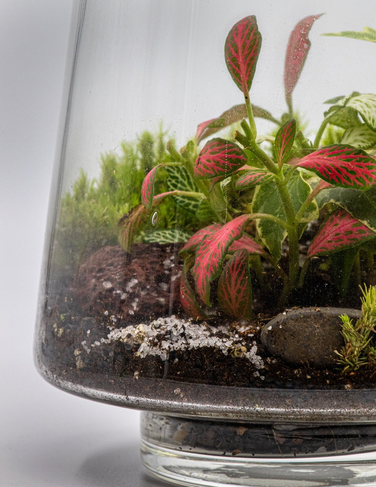 MINI LANDSCAPE - TERRASCAPE I Online Terrarium Shop in DUBAI