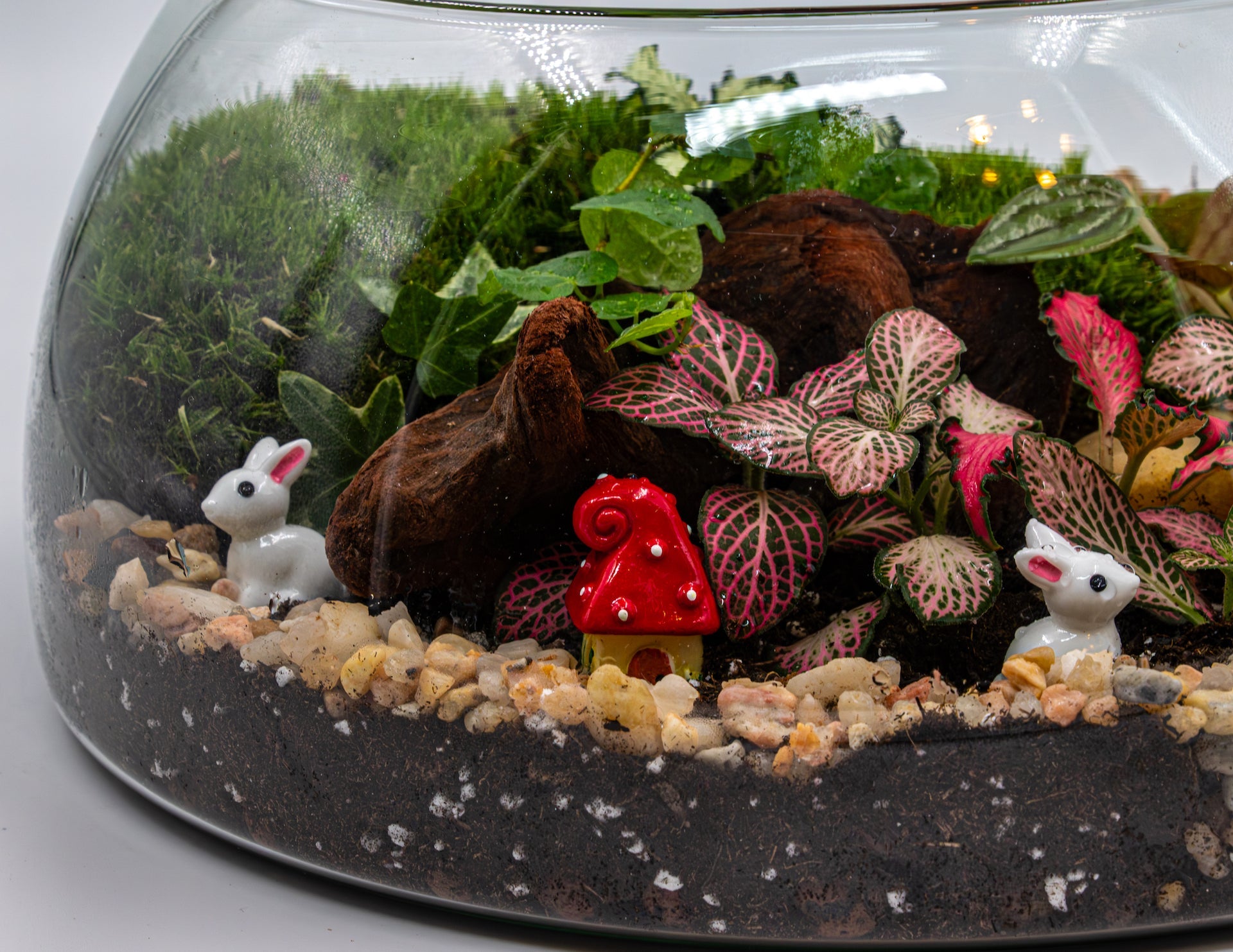 MYSTIC TERRARIUM - TERRASCAPE I Online Terrarium Shop in DUBAI