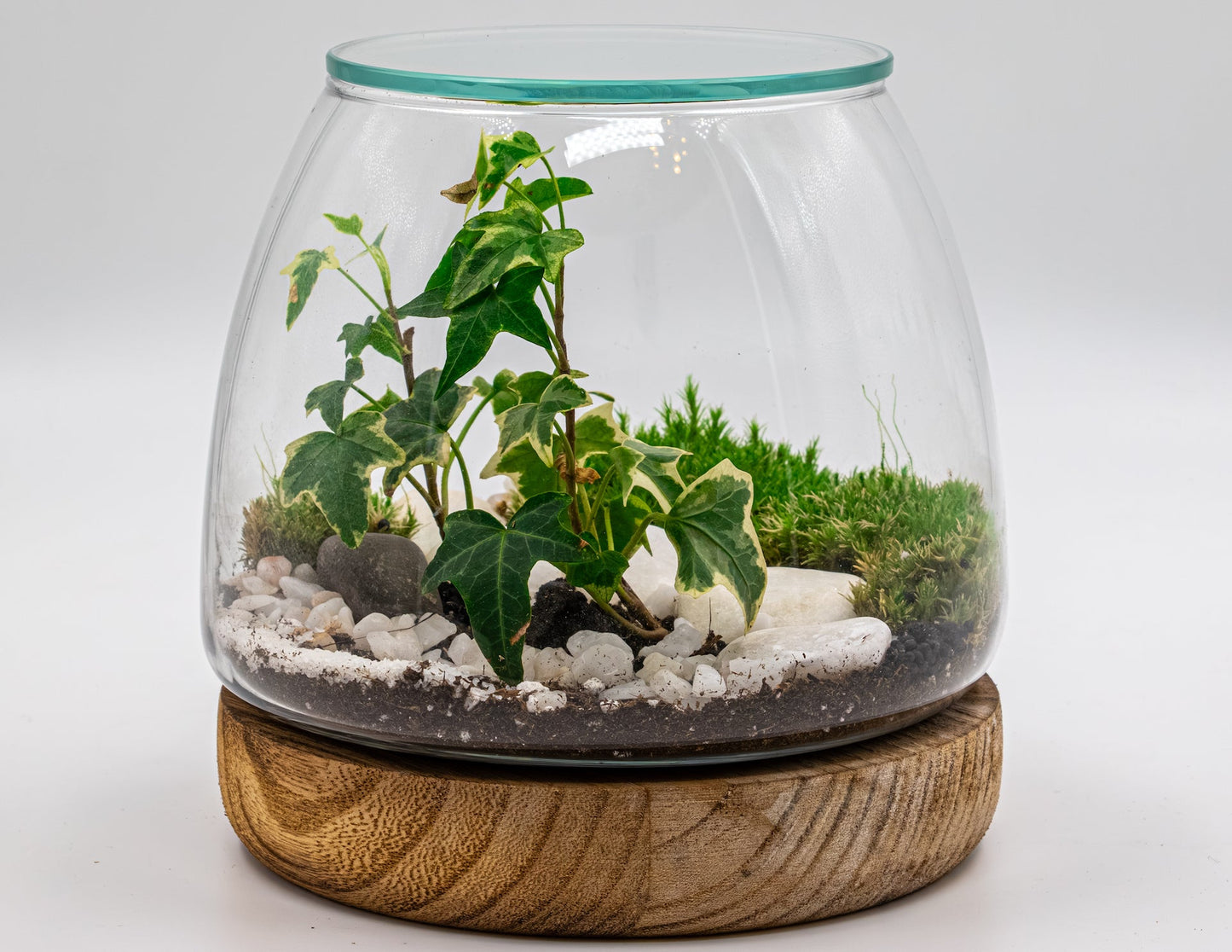 NATURE'S HARMONY - TERRASCAPE I Online Terrarium Shop in DUBAI