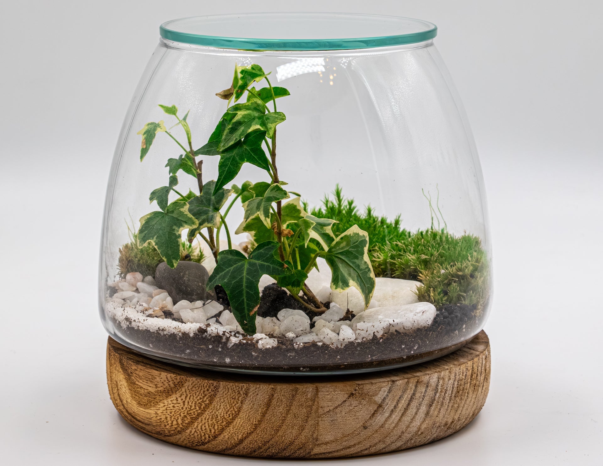 NATURE'S HARMONY - TERRASCAPE I Online Terrarium Shop in DUBAI