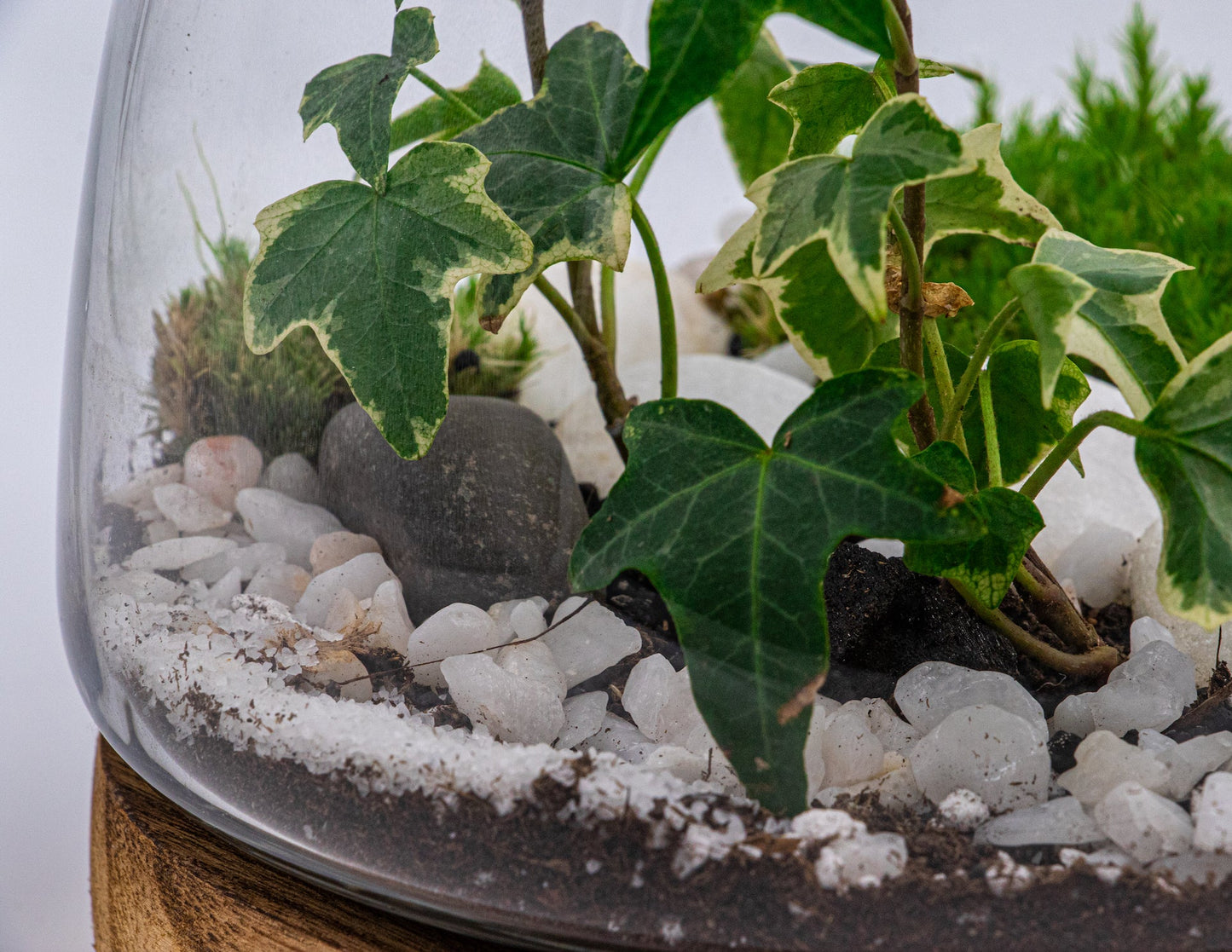 NATURE'S HARMONY - TERRASCAPE I Online Terrarium Shop in DUBAI