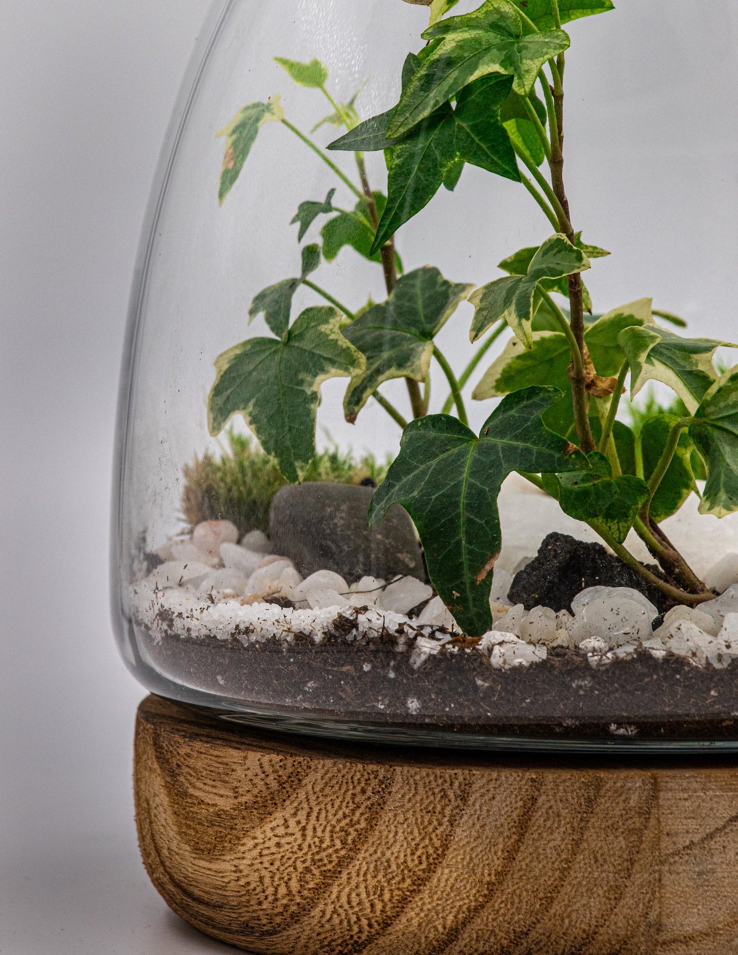 NATURE'S HARMONY - TERRASCAPE I Online Terrarium Shop in DUBAI