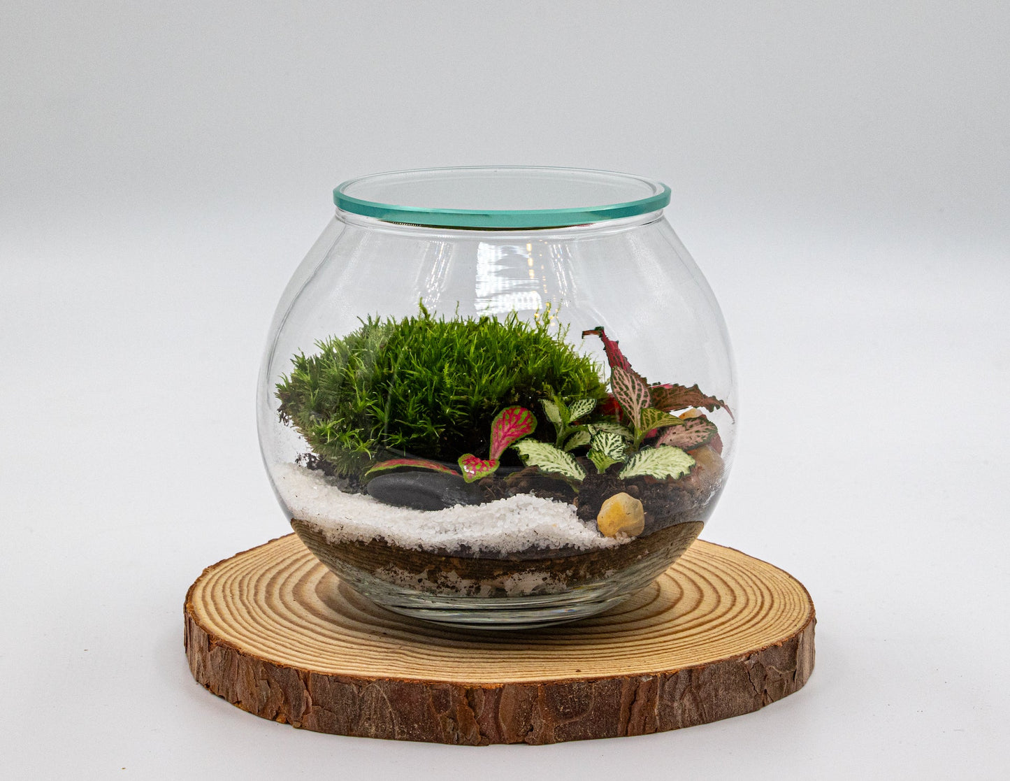 POCKET GARDEN - TERRASCAPE I Online Terrarium Shop in DUBAI