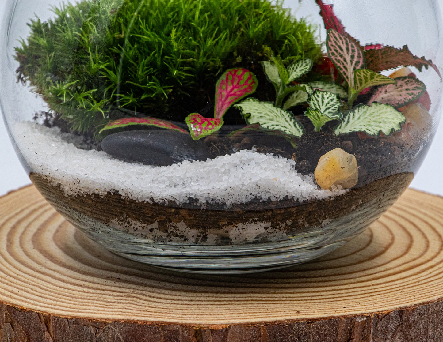 POCKET GARDEN - TERRASCAPE I Online Terrarium Shop in DUBAI