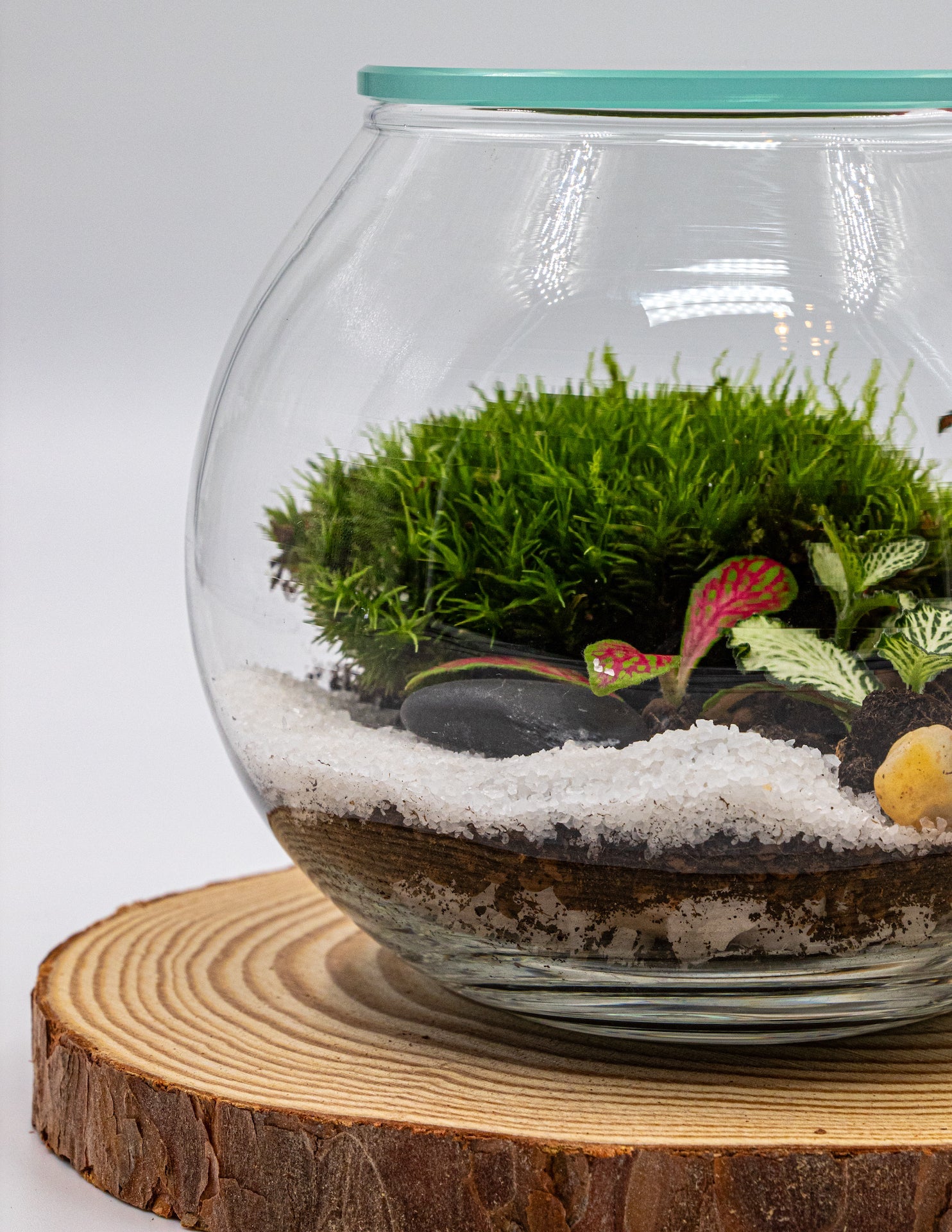 POCKET GARDEN - TERRASCAPE I Online Terrarium Shop in DUBAI