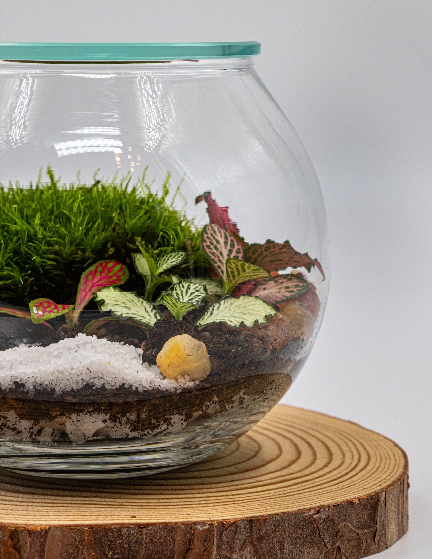 POCKET GARDEN - TERRASCAPE I Online Terrarium Shop in DUBAI